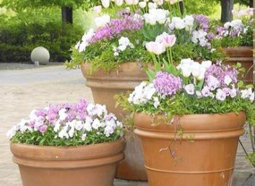 Chậu hoa cảnh đẹp rực rỡ tô điểm cho không gian